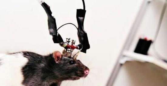 莫泽夫妇的团队在老鼠的大脑内发现另一种定位细胞