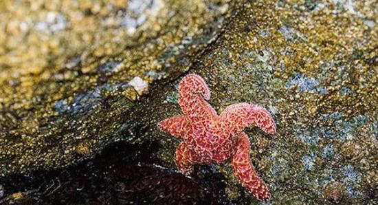美国加州海域有数百只海星感染怪病，足部无故折断