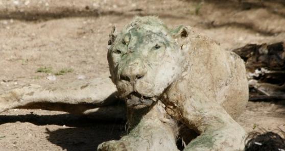 活活饿死的“万兽之王”狮子，被制成干尸展出。
