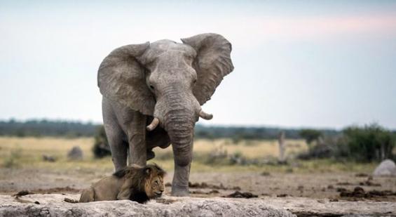 非洲雄狮忘情喝水差点被巨象踩死
