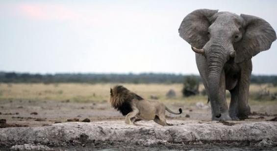非洲雄狮忘情喝水差点被巨象踩死