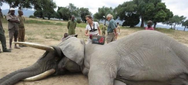 非洲津巴布韦一头大象遭盗猎者开枪“爆头” 大难不死奇迹存活