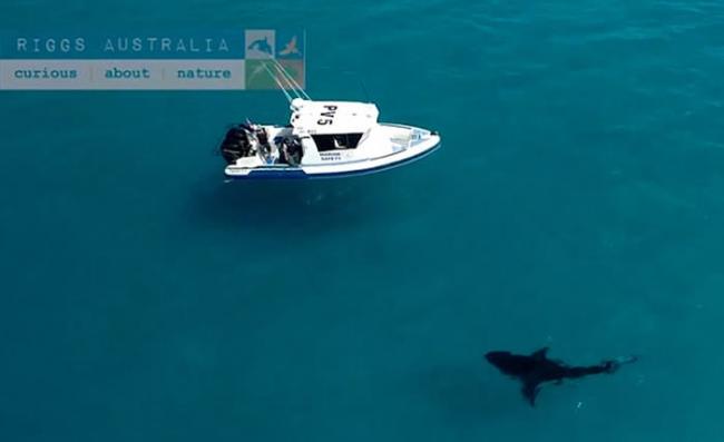 澳洲惊现6米长巨型大白鲨 快艇旁游过吓死人