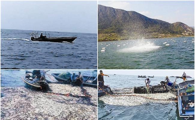 渔民“炸鱼”后，捞走大量翻白的鱼。