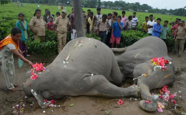 民众以鲜花哀悼死去的大象。