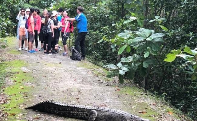 新加坡双溪布洛湿地保护区公园惊现鳄鱼