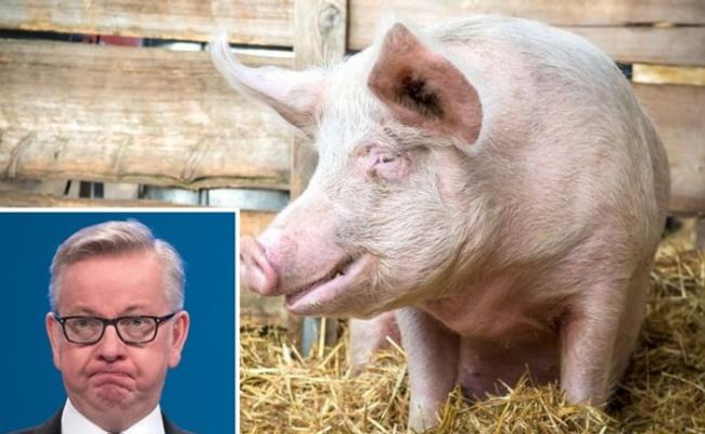 英国大臣在保守党活动上抛出“中国人爱吃猪耳论” 批评欧盟诸多掣肘
