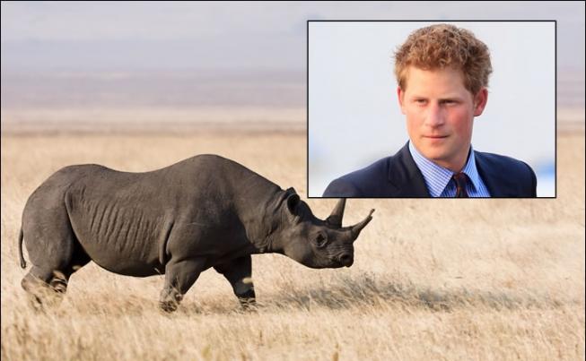 哈里于今年夏天前往纳米比亚学习拯救黑犀牛