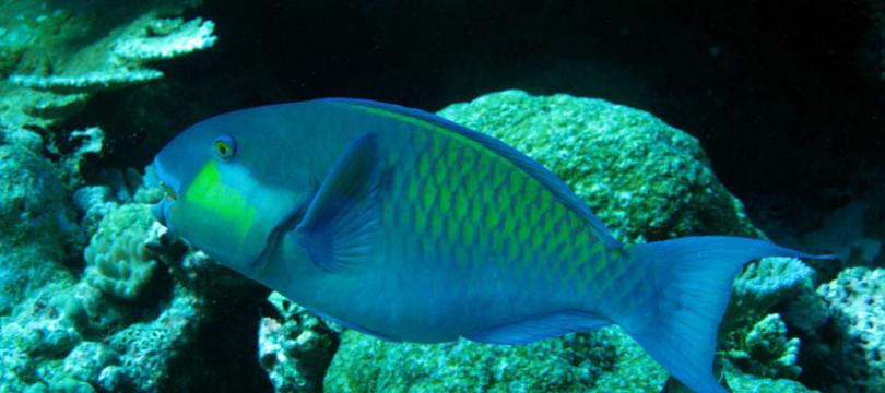 马尔代夫珊瑚礁岛屿的存在可能得益于鹦嘴鱼
