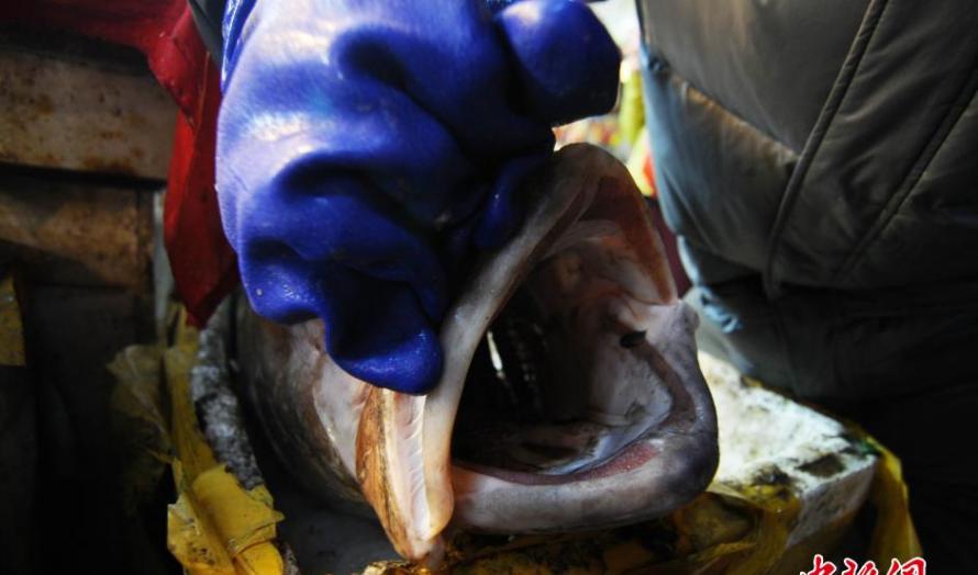 渔民在渤海湾捕获重达100余斤的巨型“怪鱼”