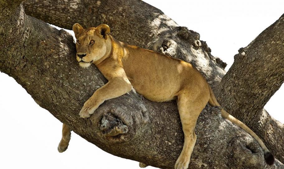 坦桑尼亚塞伦盖蒂国家公园狮子上树避暑 睡得东倒西歪