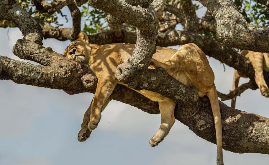 坦桑尼亚塞伦盖蒂国家公园狮子上树避暑 睡得东倒西歪