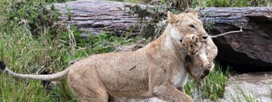 肯尼亚马赛马拉保护区母狮嘴叼幼狮过河