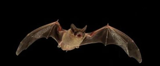 一只正在飞行的墨西哥犬吻蝠(如上图所示)发出特殊信号干扰其他蝙蝠的回声定位以争夺昆虫猎物。