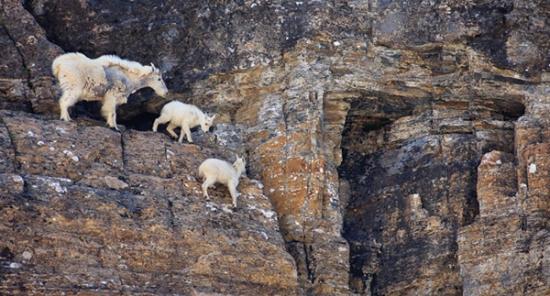 “攀岩高手”山羊