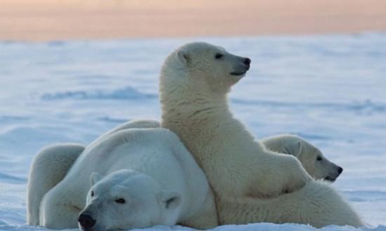 生物学家发现，北极熊脚掌会散发出“浓烈”化学物，在雪地留下“有味”脚印。