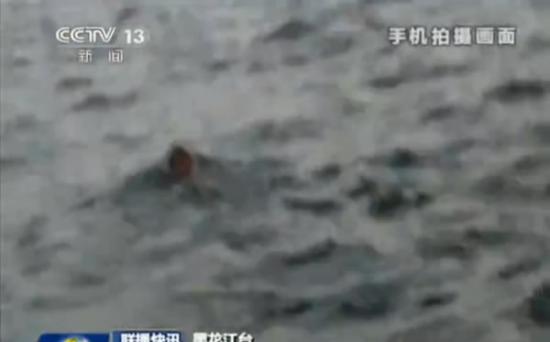 黑龙江渔民拍到东北虎游泳横渡乌苏里江