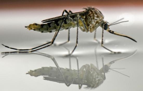 蚊子为何能“水上漂”：通过改变跗节接触水面的角度来调整支撑力度