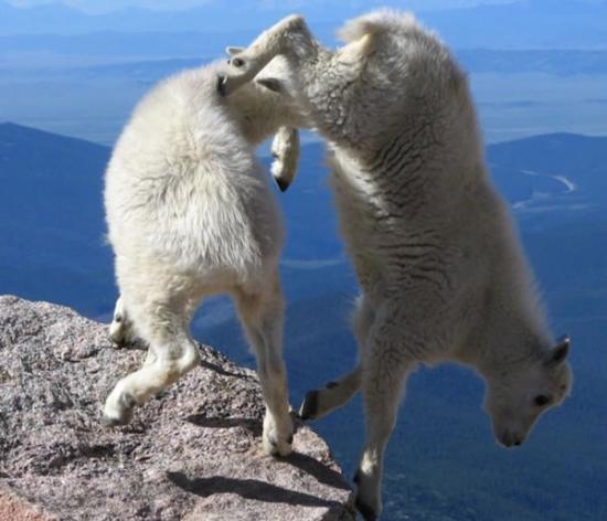 “攀岩高手”山羊