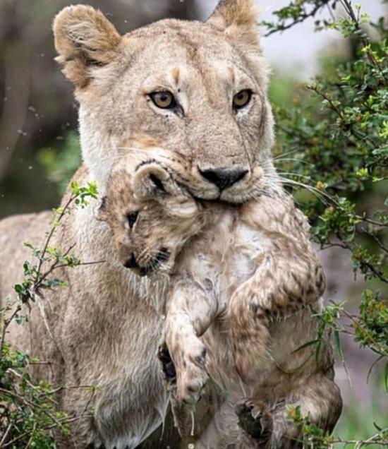 肯尼亚马赛马拉保护区母狮嘴叼幼狮过河