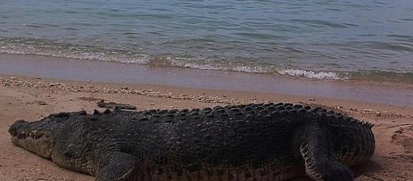 这种咸水鳄的咬合力高达3吨，威力巨大，世界上鲜有其他动物的咬合力可以与之相提并论。