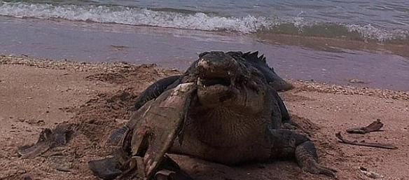 巡视员贝斯特女士此前正在达尔文以东的Garig Gunak Barlu国家公园海滩上巡视并收集这里的垃圾。随后她在海滩上发现了被海浪冲上岸的海龟尸体。