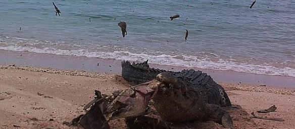 近日在澳大利亚偏远的北领地一处海滩上发生了罕见的一幕，一条体型巨大的咸水鳄一口咬碎了一只海龟尸体硬硬的龟壳，而设在一旁的监视相机则记录下了整个过程。