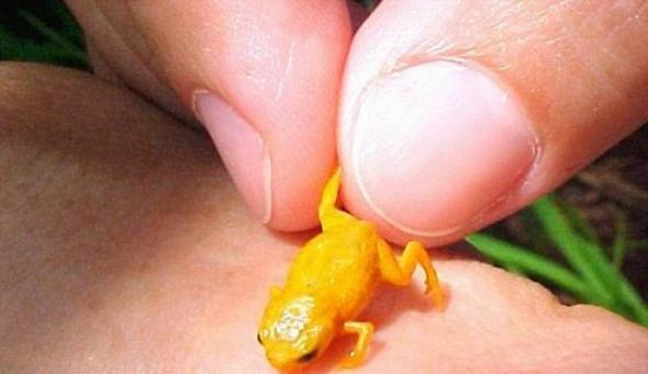 科学家在巴西大西洋雨林发现7种可爱的青蛙，每一种青蛙身体都不及拇指指甲大小