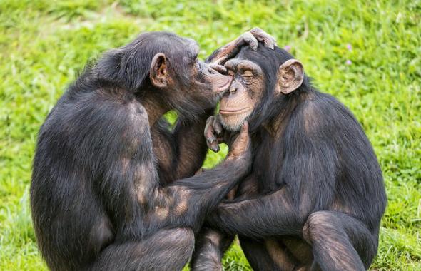 欧洲一项新研究显示黑猩猩也能学“外语”