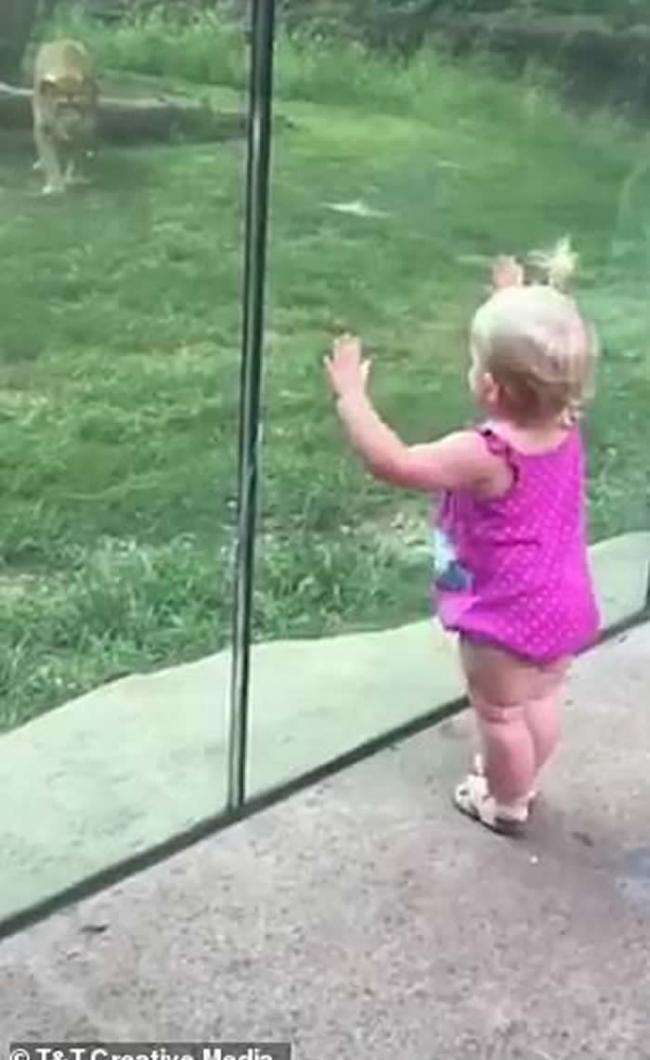 美国伊利诺伊州皮奥里亚动物园狮子隔着玻璃狠扑 吓坏小女孩
