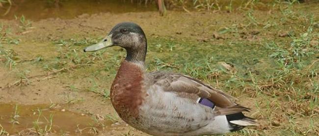 太平洋纽埃岛狗咬死了世上最孤独的绿头鸭