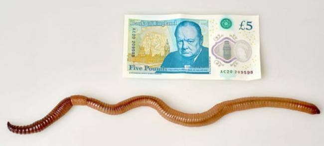 戴夫（图）是至今英国发现最巨型的蚯蚓。