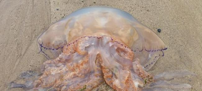 异形入侵？英国威尔斯西部海滩惊见数千只水母上岸 最大直径90公分