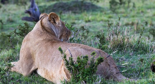 万兽之王落难时：肯尼亚狮子屁股插满豪猪箭