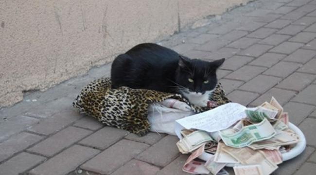 俄罗斯黑白猫躺抱枕乞讨“需要钱买罐罐” 路人丢钱赞助