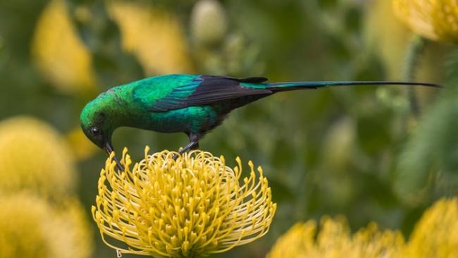 在南非开普敦市区约13公里外的科斯坦博斯国家植物园（Kirstenbosch National Botanical Garden）中，一只孔雀石色花蜜鸟（Nec