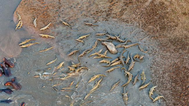 赞比亚南卢安瓜国家公园一群河马为同伴报仇大战上百只鳄鱼