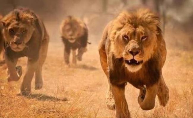 4头狮子逃离克鲁格国家公园。（资料图片）