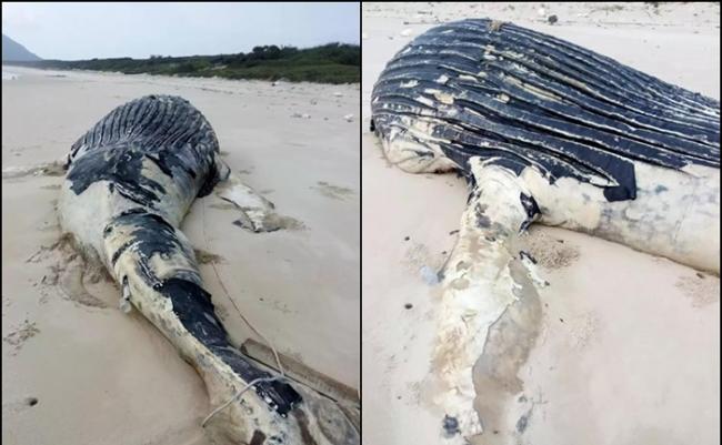 海南文昌大鲸鱼搁浅海滩 3科研机构争取做标本