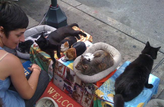 纽约也出现过猫狗乞讨事件，但涉嫌虐待动物。
