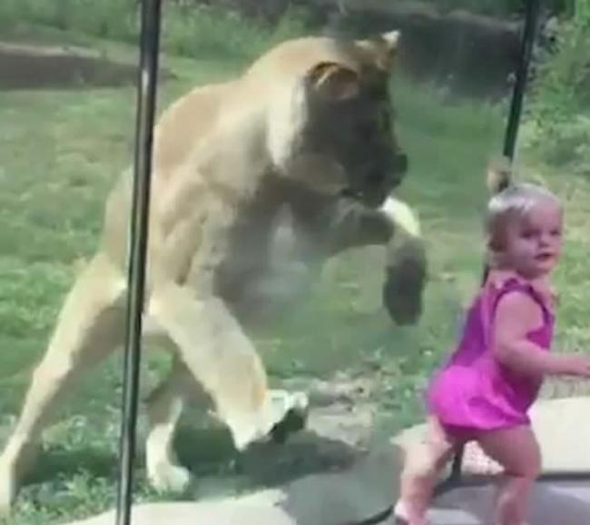 美国伊利诺伊州皮奥里亚动物园狮子隔着玻璃狠扑 吓坏小女孩