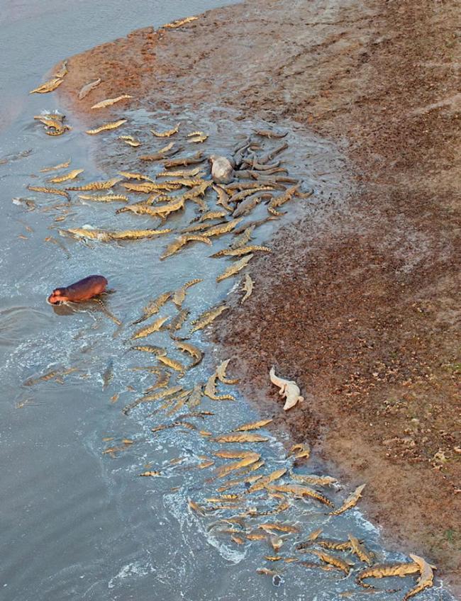 赞比亚南卢安瓜国家公园一群河马为同伴报仇大战上百只鳄鱼