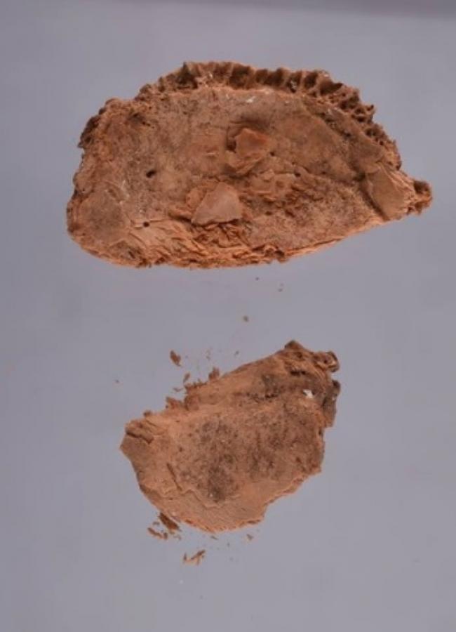 考古学家估计人头骨碎片是属于法老阿肯纳顿。