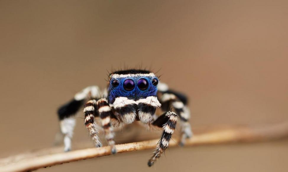 蓝脸孔雀蜘蛛以它深蓝色的面饰闻名。 PHOTOGRAPH BY JURGEN OTTO