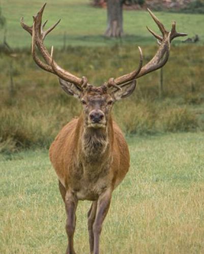 英国红鹿王被偷猎者射中头部淹死