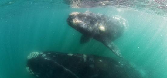 阿根廷瓦尔德斯半岛一只南露脊鲸带着幼崽