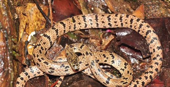 柬埔寨豆蔻山密林中发现一种狼蛇新品种Lycodon zoosvictoriae