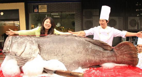 重683斤的巨型石斑鱼现身广东东莞大朗镇