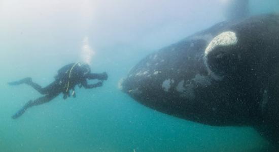 阿根廷瓦尔德斯半岛一只南露脊鲸带着幼崽