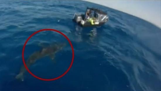 5米长大白鲨攻击澳洲小渔船